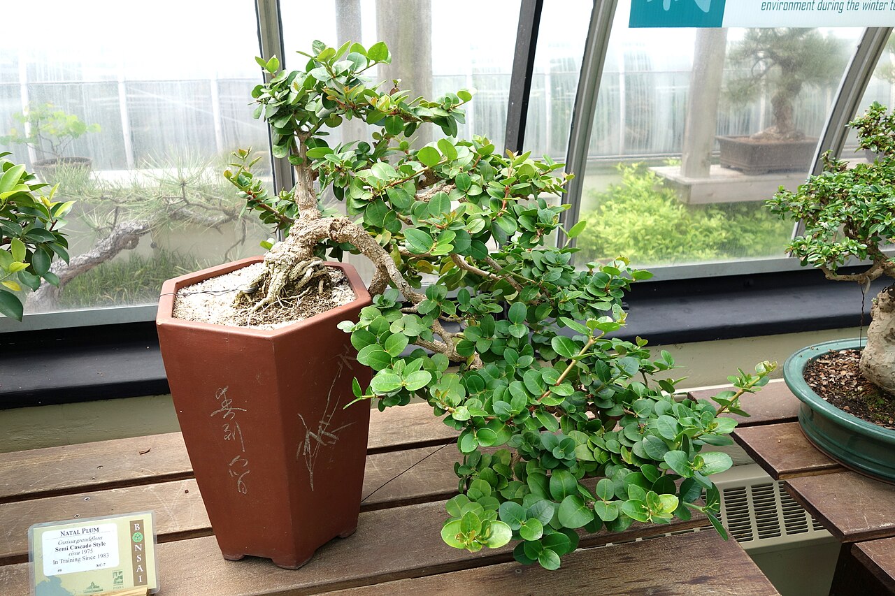 Amatungulu: Bonsai specimen in Krohn Conservatory, Eden Park, Cincinnati, Ohio, USA.