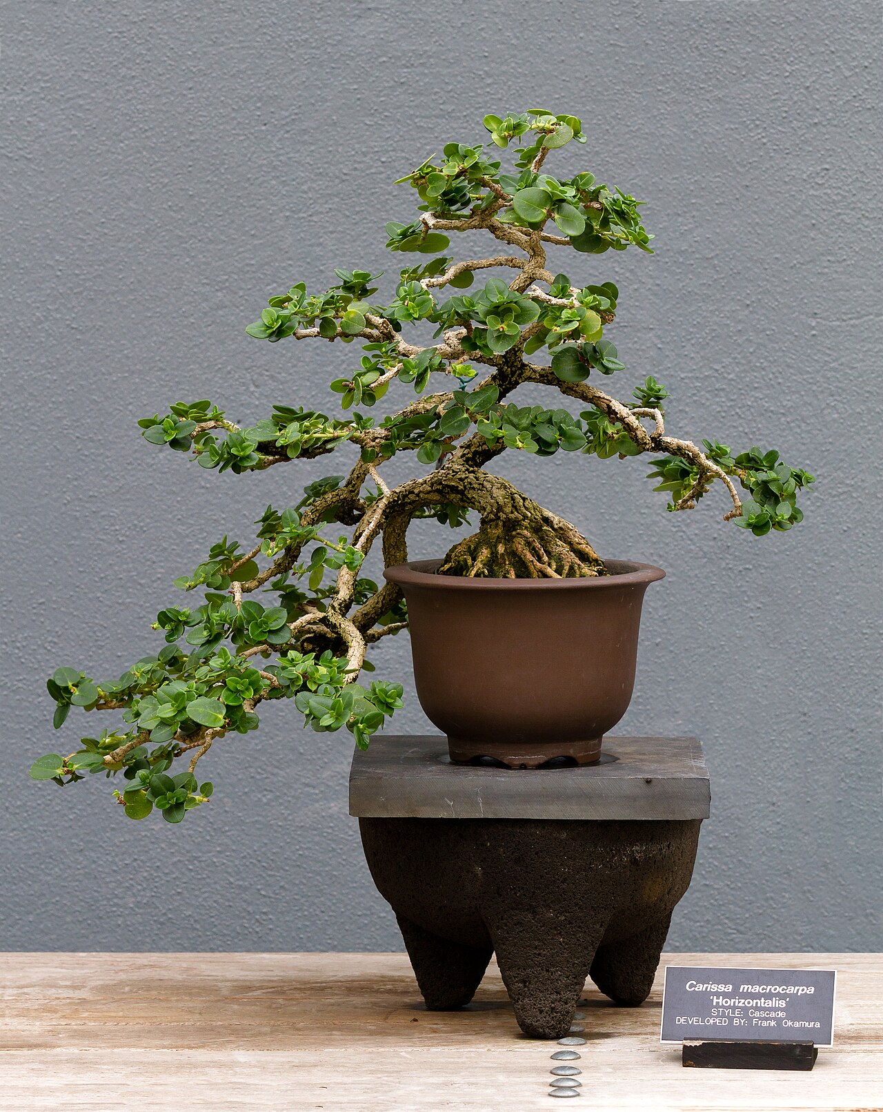 Amatungulu: Bonsai - Carissa macrocarpa developed by Frank Okamura