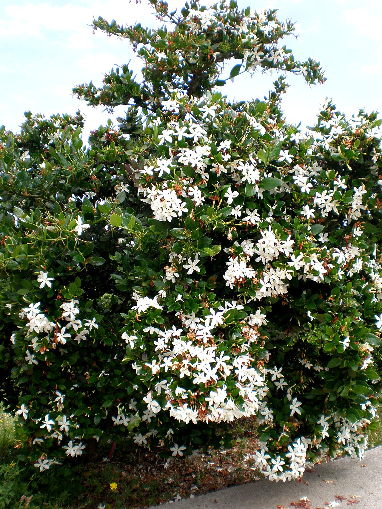 Amatungulu: Jardín Botánico de Barcelona.