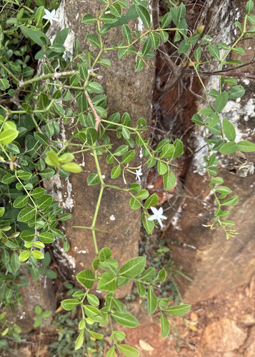 Bwa sandal (Carissa spinarum)