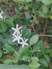 Bwa sandal (Carissa spinarum)