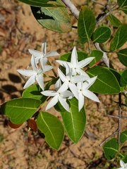Bwa sandal (Carissa spinarum)