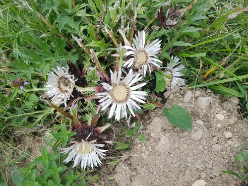Stemless carline thistle (Carlina acaulis)