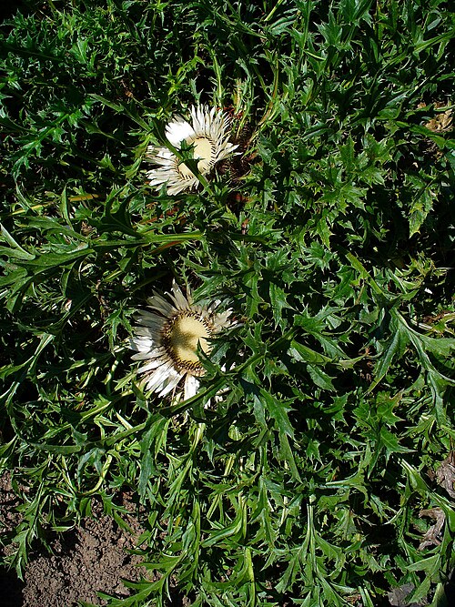 Stemless carline thistle: Carlina acaulis , Asteraceae, Stemless Carline Thistle, Dwarf Carline Thistle, Silver Thistle, habitus; Botanical Garden KIT, Karlsruhe, Germany. The fresh subt