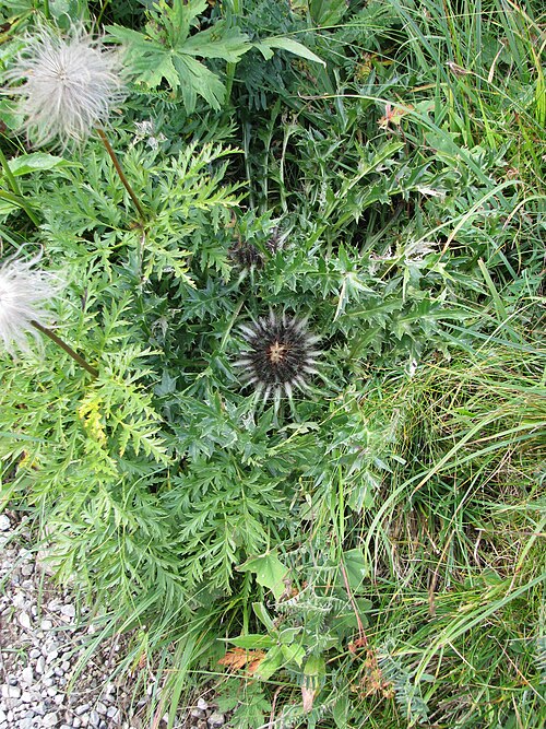 Stemless carline thistle: Carlina acaulis