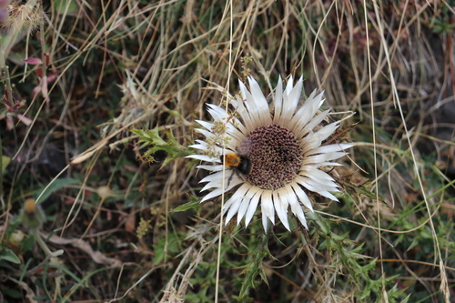 Stemless carline thistle (Carlina acaulis)