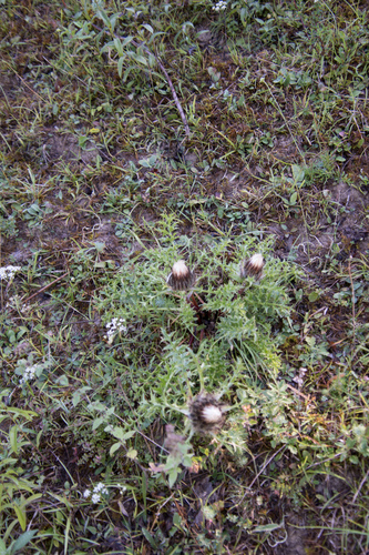 Stemless carline thistle (Carlina acaulis)