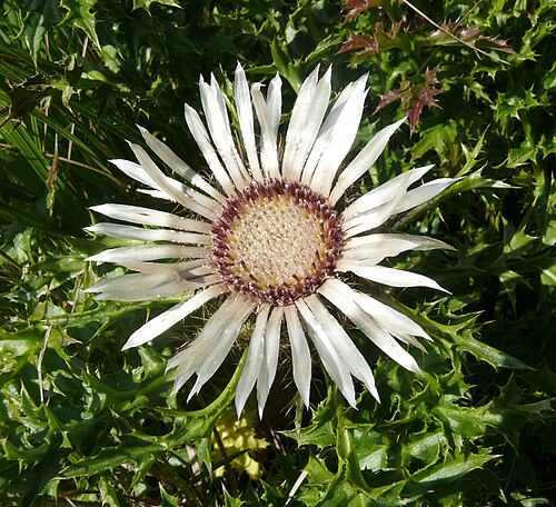 Stemless carline thistle: Carlina acaulis , Schwäbische Alb, Germany