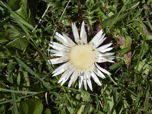 Stemless carline thistle (Carlina acaulis)