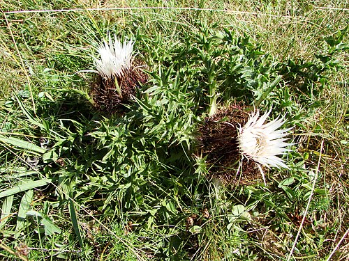 Stemless carline thistle: Vallée du Marcadau, Pyrénées françaises, commune de Cauterets , département des Hautes-Pyrénées ( France ) : Carlina acaulis