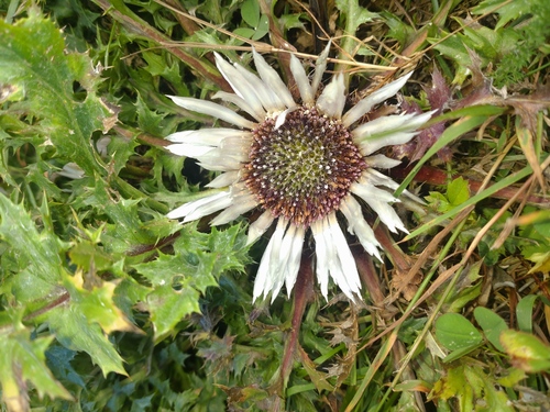 Stemless carline thistle