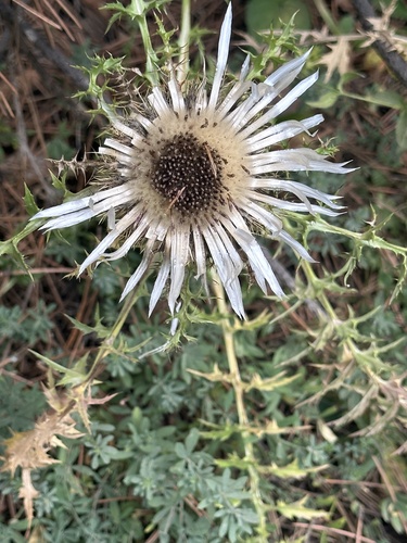 Stemless carline thistle (Carlina acaulis)