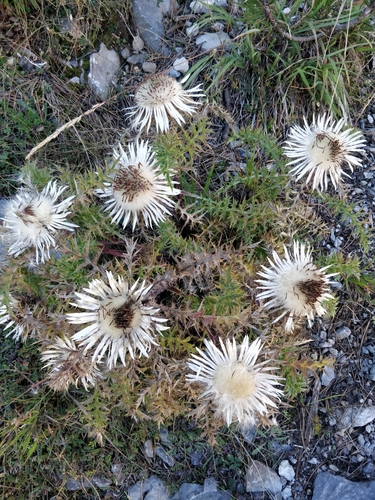Stemless carline thistle (Carlina acaulis)