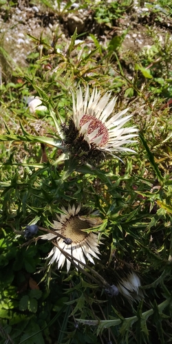Stemless carline thistle (Carlina acaulis)