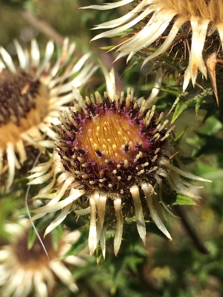 Carline thistle (Carlina vulgaris)