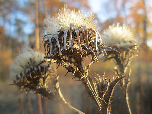 Carline thistle: Golddistel ( Carlina vulgaris ) in der Schwetzinger Hardt - an der Bahnstrecke Mannheim-Karlsruhe findet sich ein kleines Sandmagerrasen-Biotop mit typischer Bi