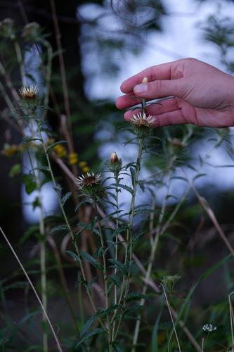 Carline thistle (Carlina vulgaris)