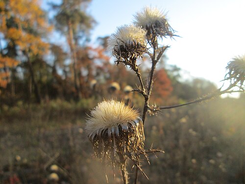 Carline thistle: Golddistel ( Carlina vulgaris ) in der Schwetzinger Hardt - an der Bahnstrecke Mannheim-Karlsruhe findet sich ein kleines Sandmagerrasen-Biotop mit typischer Bi