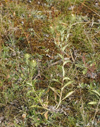 Carline thistle (Carlina vulgaris)