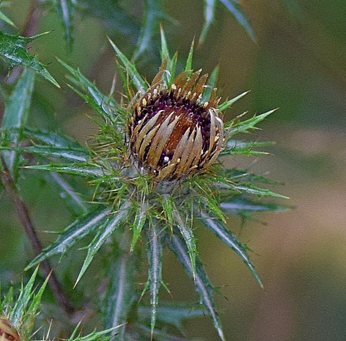 Carline thistle (Carlina vulgaris)