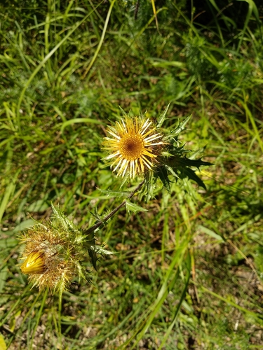 Carline thistle (Carlina vulgaris)