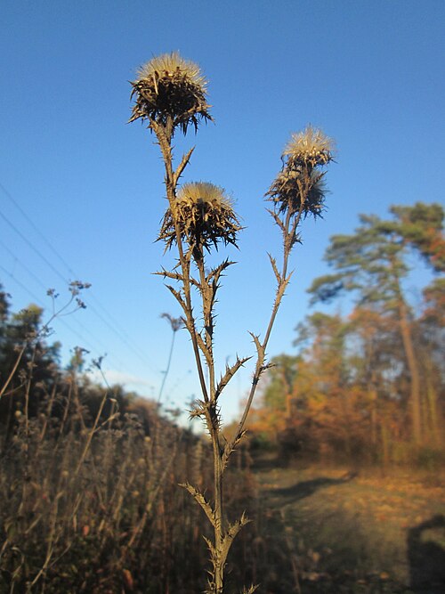 Carline thistle: Golddistel ( Carlina vulgaris ) in der Schwetzinger Hardt - an der Bahnstrecke Mannheim-Karlsruhe findet sich ein kleines Sandmagerrasen-Biotop mit typischer Bi