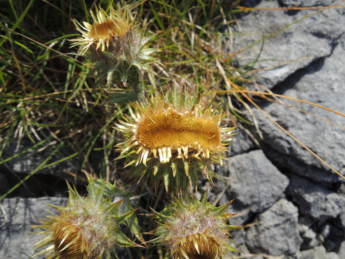 Carline thistle (Carlina vulgaris)
