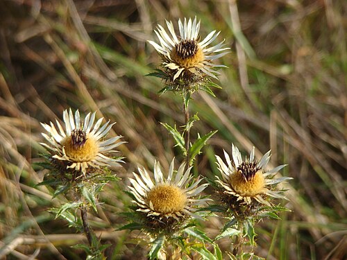 Carline thistle: Golddistel auf einem Brachland