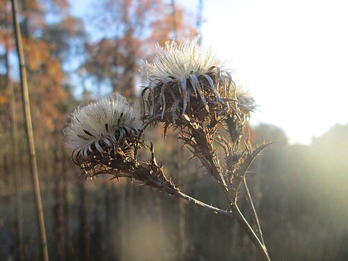 Carline thistle: Golddistel ( Carlina vulgaris ) in der Schwetzinger Hardt - an der Bahnstrecke Mannheim-Karlsruhe findet sich ein kleines Sandmagerrasen-Biotop mit typischer Bi