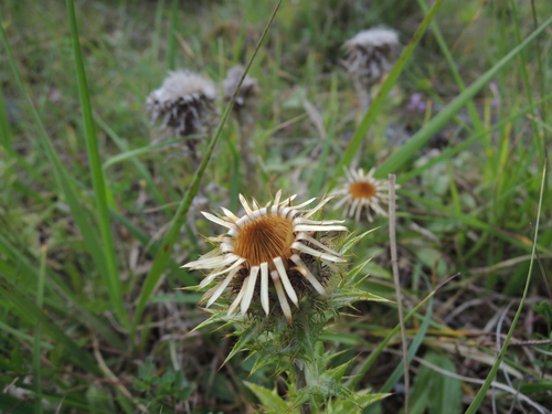 Carline thistle (Carlina vulgaris)