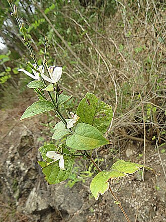 Arizona wrightwort: Ranging from Costa Rica to southwestern U.S., where it is known as Arizona Wrightwort. Photo from southwestern Mexico.