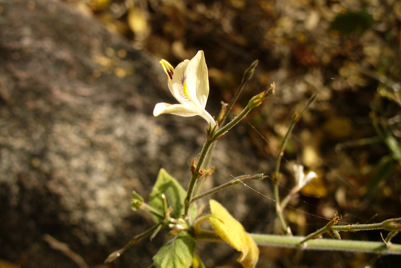 Arizona wrightwort: Carlowrightia arizonica