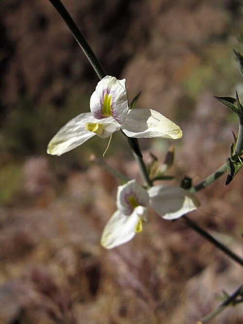 Arizona wrightwort: Carlowrightia arizonica (Arizona wrightwort) on the Siphon Draw Trail, Superstition Wilderness , Tonto National Forest, Pinal County, Arizona.