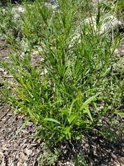 Heath wrightwort (Carlowrightia linearifolia)
