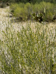 Heath wrightwort (Carlowrightia linearifolia)