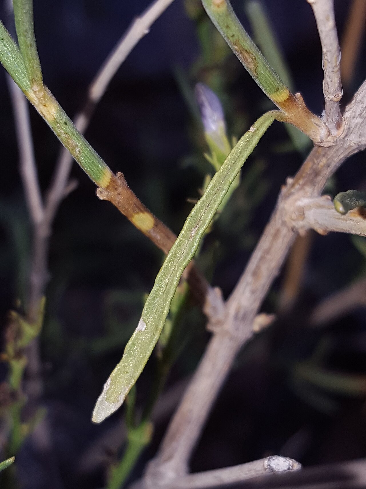 Heath wrightwort: Heath Wrightwort ( Carlowrightia linearifolia ) in the United States