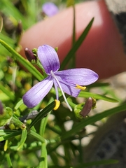 Heath wrightwort (Carlowrightia linearifolia)