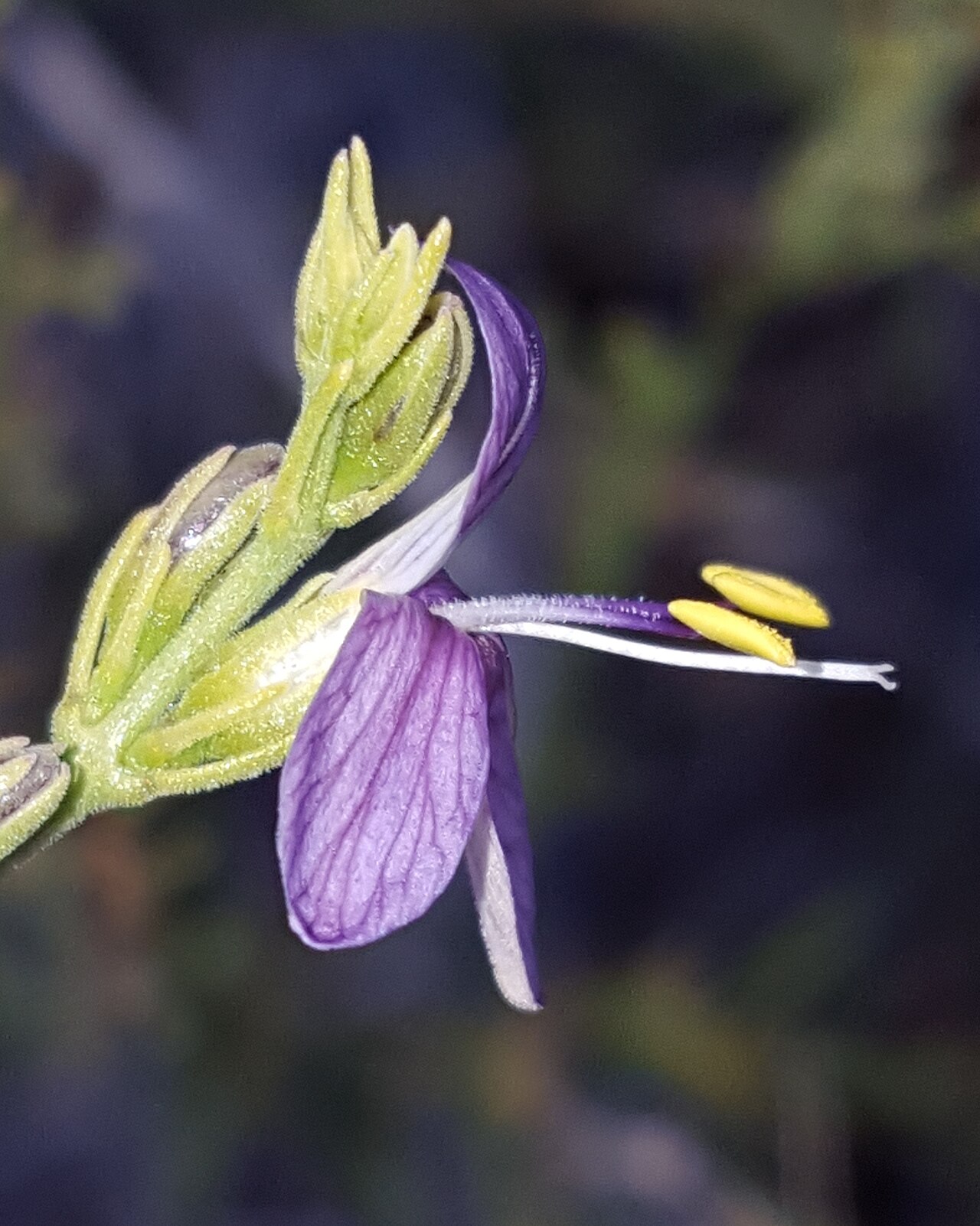 Heath wrightwort: Heath Wrightwort ( Carlowrightia linearifolia ) in the United States