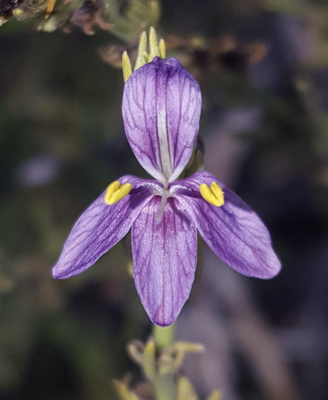 Heath wrightwort: Heath Wrightwort ( Carlowrightia linearifolia ) in the United States