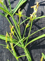 Heath wrightwort (Carlowrightia linearifolia)