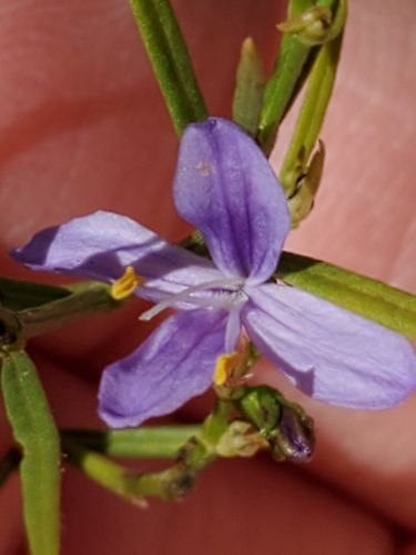 Heath wrightwort (Carlowrightia linearifolia)