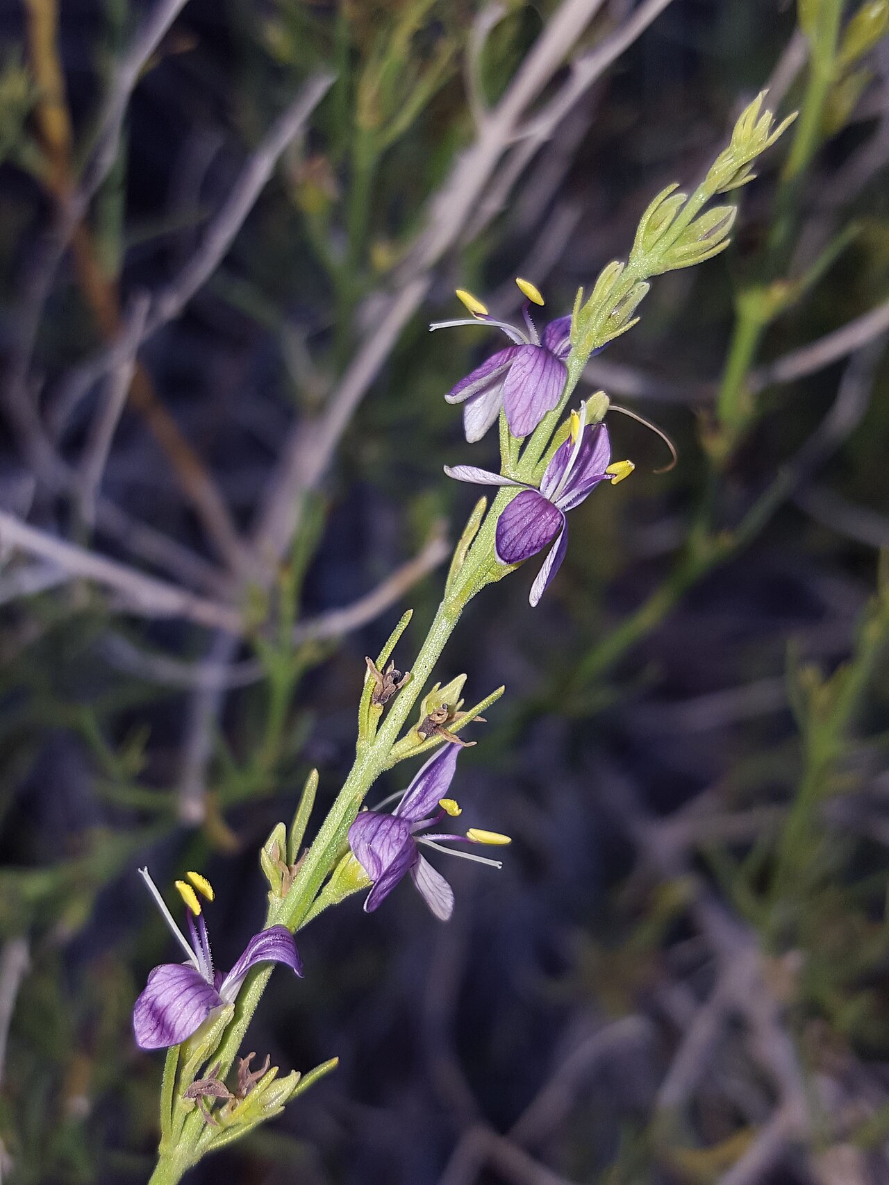 Heath wrightwort: Heath Wrightwort ( Carlowrightia linearifolia ) in the United States