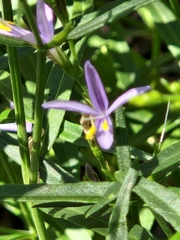 Heath wrightwort (Carlowrightia linearifolia)