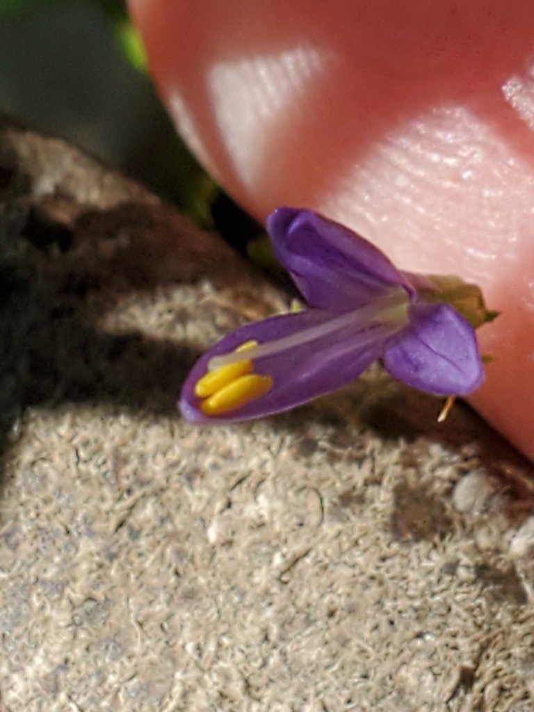 Heath wrightwort (Carlowrightia linearifolia)