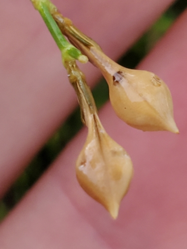 Heath wrightwort (Carlowrightia linearifolia)