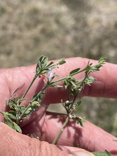 Texas wrightwort (Carlowrightia texana)