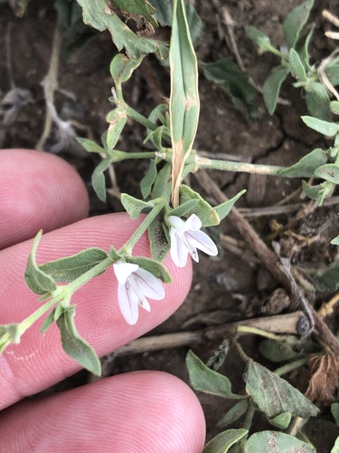Texas wrightwort (Carlowrightia texana)