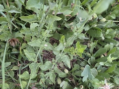 Texas wrightwort (Carlowrightia texana)