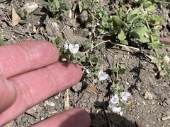 Texas wrightwort (Carlowrightia texana)