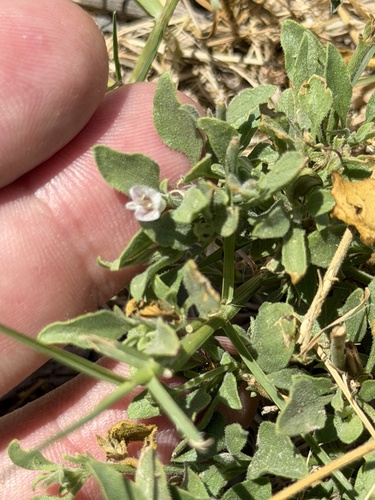 Texas wrightwort (Carlowrightia texana)